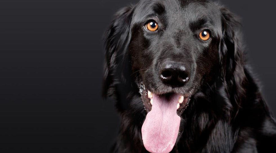 Puppy Health: 5 Reasons to Have Annual Checkups for Your Dog