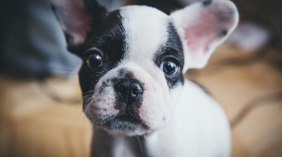 Puppy Party: 3 Genius Gift Ideas To Celebrate Your Friend's Furbaby