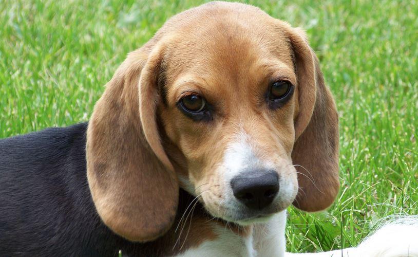 Ready to Adopt? The Best Dog Breeds for Families with Young Children