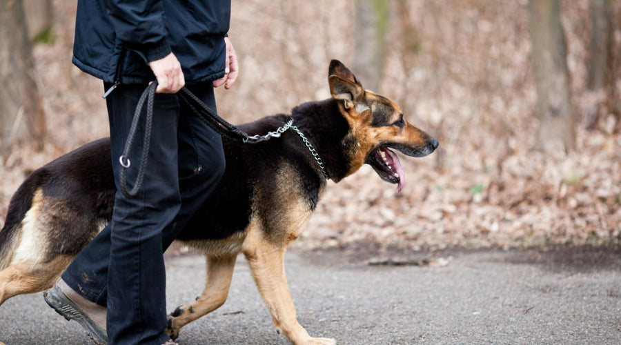 Roaming With Rover: Tips for Taking Your Dog on Vacation