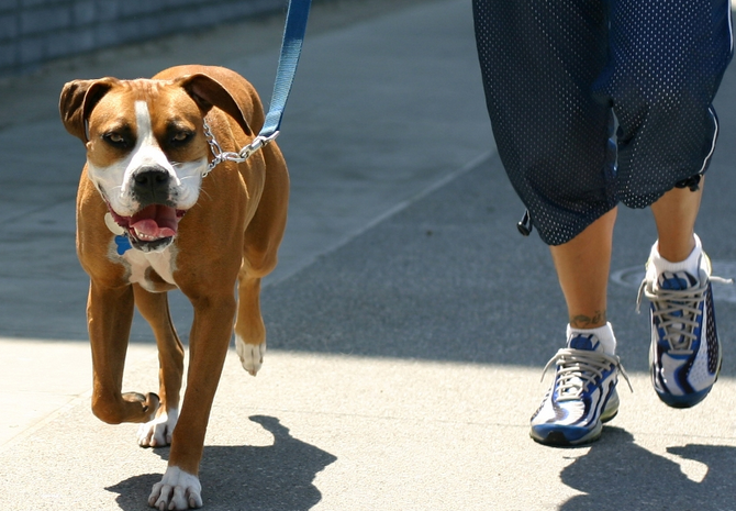 Rover Rescue: Adapting a Rescue Dog to a New Environment