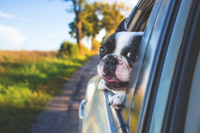 Rover Road Trip: 4 Things to Do before Traveling with a Dog