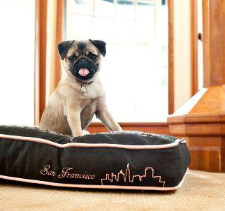 5 Tips for Taking Care of Your New Puppy