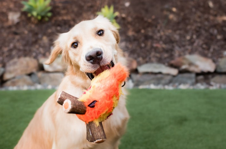 6 Ways to Ensure Your Pets Are Safe at Home and Outside