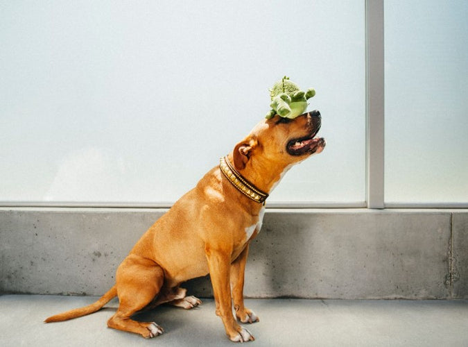 How Office Dogs Can Help Boost Businesses