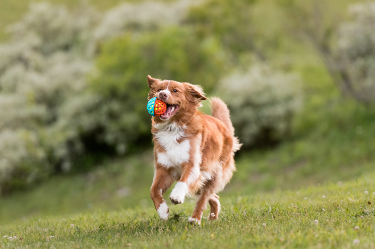 Seasonal Adventures: 3 Fun Outdoor Activities for Your Pet Throughout the Year
