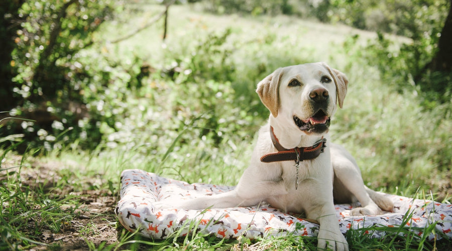Socializing Your Dog Late in Life: How to Get the Most Out of It!