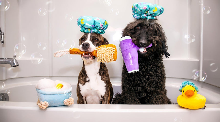 The Unexpected: Two Fashionable Rescue Pups