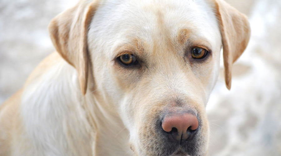 Signs of Aggression: How to Tell If Your Dog is Agitated