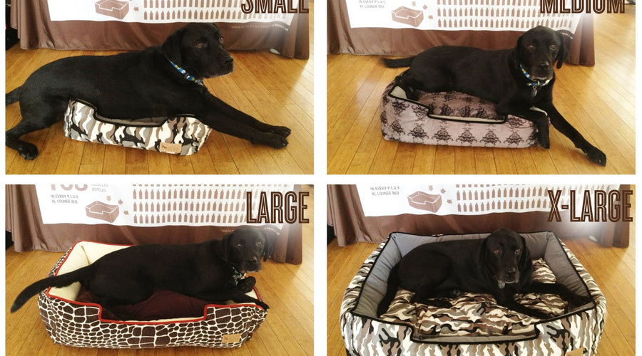 What Size Bed Does My Dog Need?