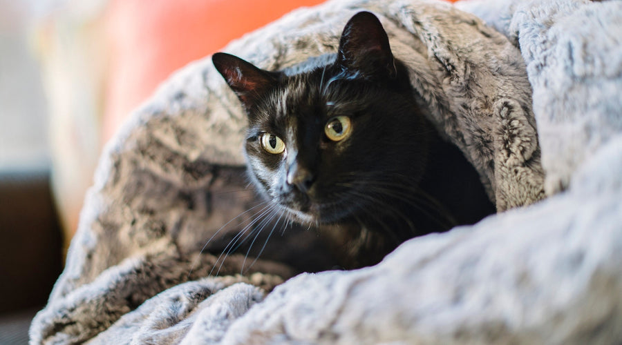 How to Provide Adequate Care for a Dog or Cat with Pink Eye