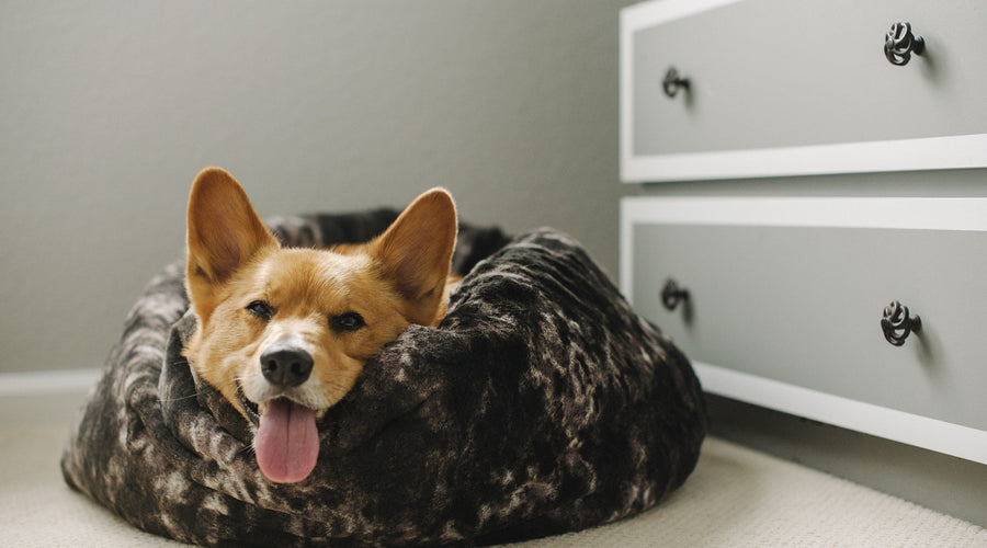 How to Build a Doghouse That Will Keep Your Pet Warm in Winter