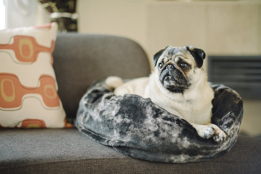 Momo Monday: Seeking Valentine – Inquire Within