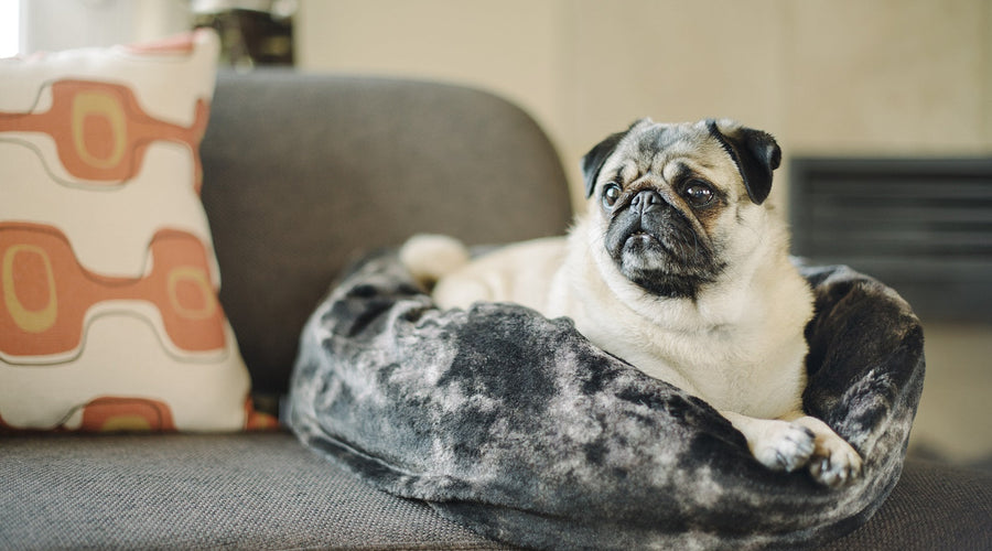 Dog and Cat in One Apartment, How to Do Everything Right