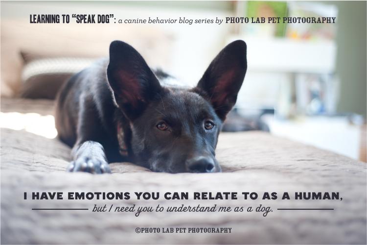 Learning to Speak Dog Part Four: Reading a Dog's Body