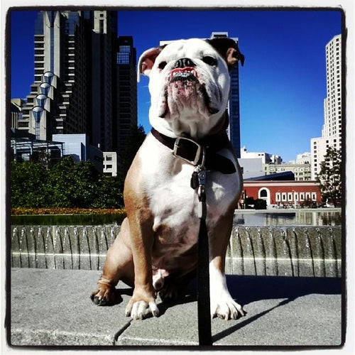 Love Your Pet Day - Pampered Pups Project
