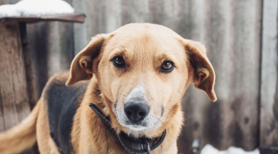 Spit That Out! 5 Things Pets Shouldn’t Eat and What to Do When They Try