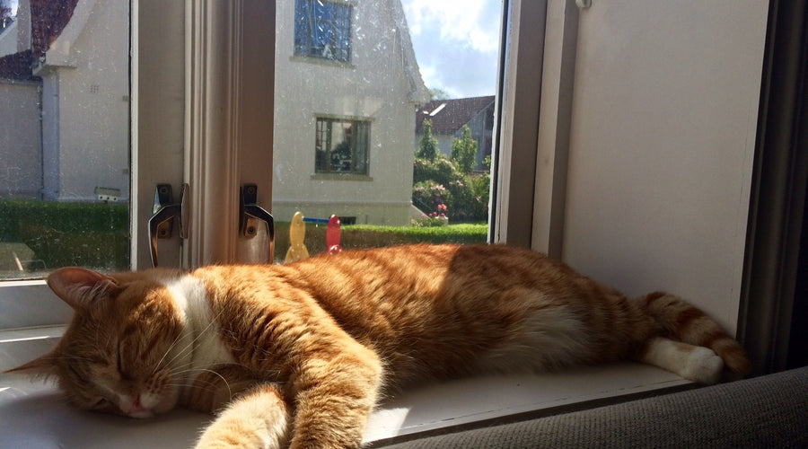 The Lo-Down: Summertime Sadness