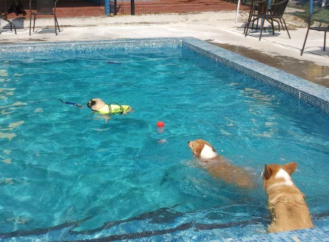 Summer Travel Season is Here: 10 Things to Ask When Selecting a Lodging Facility for Your Dog
