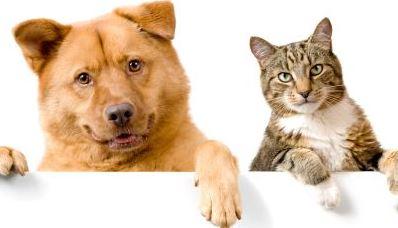 The Top 5 Vaccinations Pets Should Have for Health