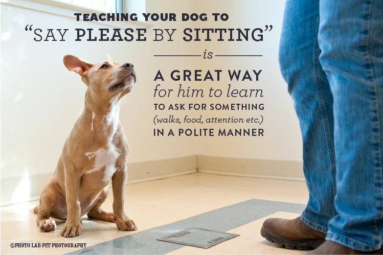 Tips From Our Trainer: Teaching Your Dog To Ask Politely