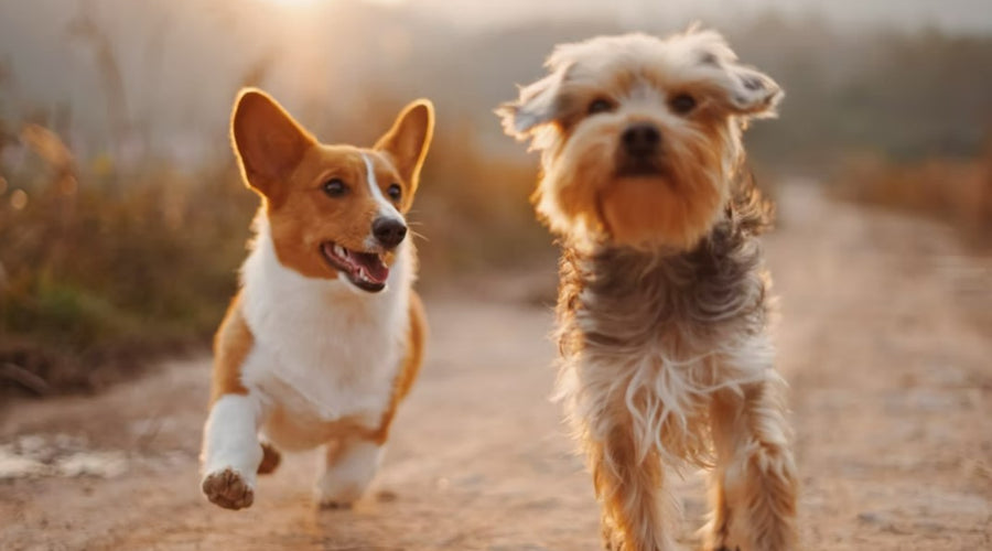 Tips To Keep Your Animals Happy And Healthy