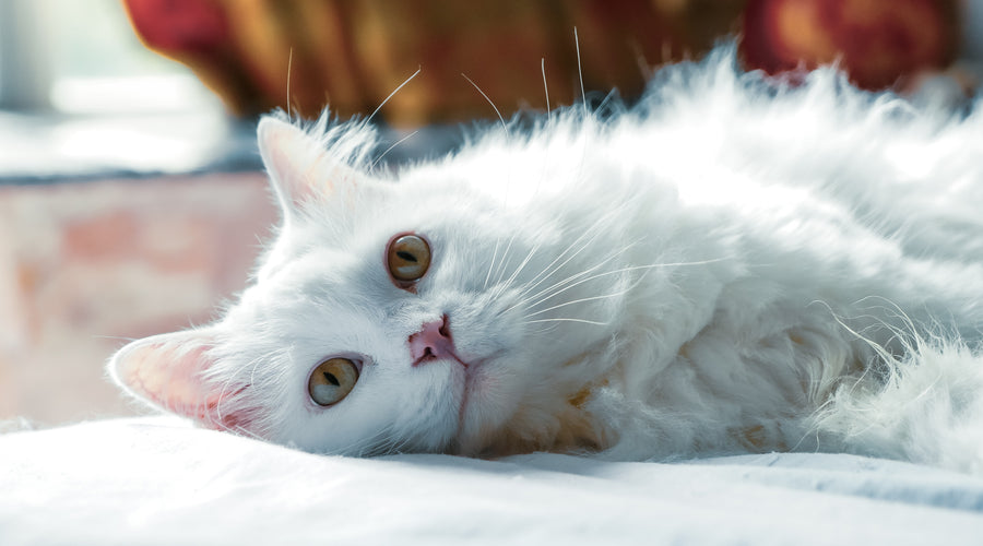Tips for Handling Pet Dander and Improving Hygiene