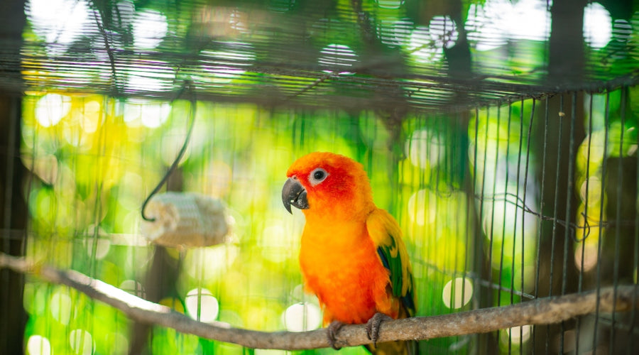 Tips for Picking Out the Best Food for Your Family Pet