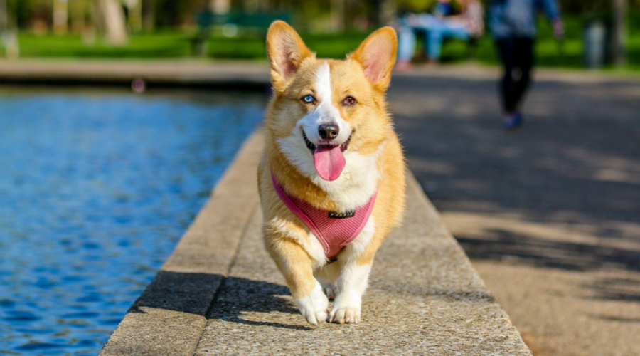 Tips to Protect Your Pet From Overheating During the Dog Days of Summer