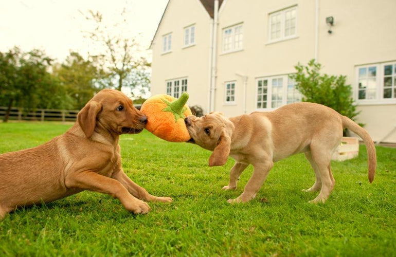 Why Dogs Get Bored of Some Toys