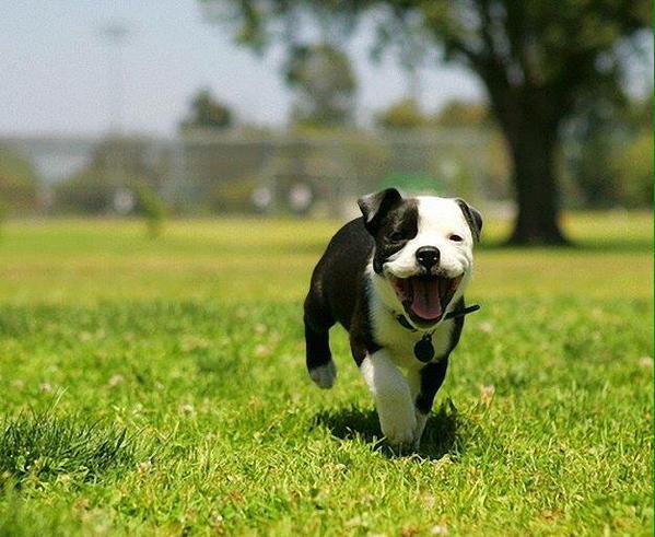 Trained to Play: 5 Tips to Make Your Pup Ready for the Park