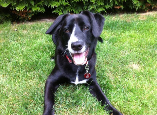 Pawesome Prize Pack Giveaway Part 1: Keep Your Pet Safe!