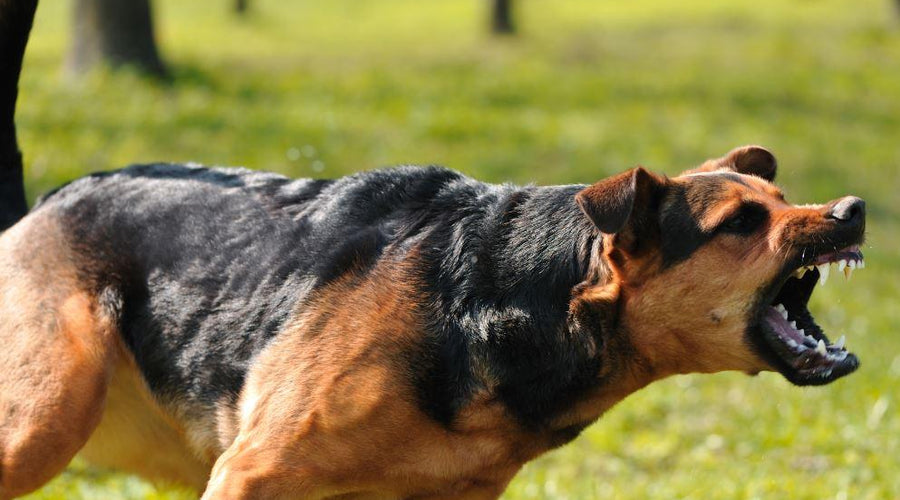 Understanding the Legal Effects of Dog Bite Related Injuries