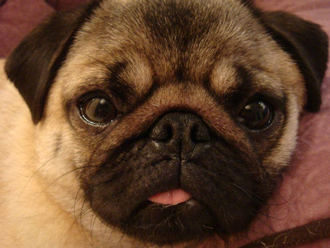 Wordless Wednesdays: Look Into My Eyes...