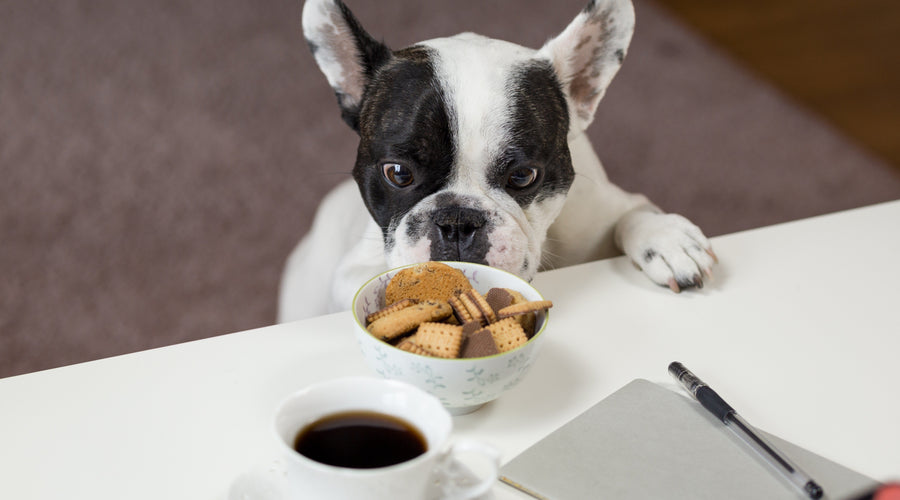 How to Help Your Pet Lose Weight