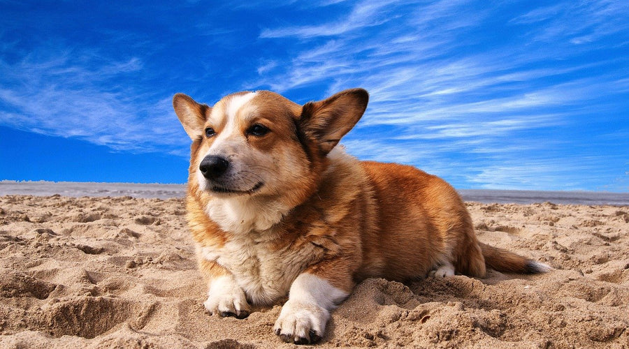 Welsh Corgis: Why They are the Perfect Dog for a New Family