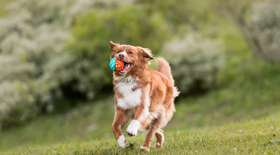 6 Summertime Safety Tips for a Happy Dog