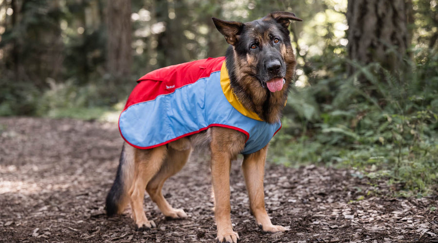 Top 5 Outdoor Summer Activities to Enjoy with Your Dog