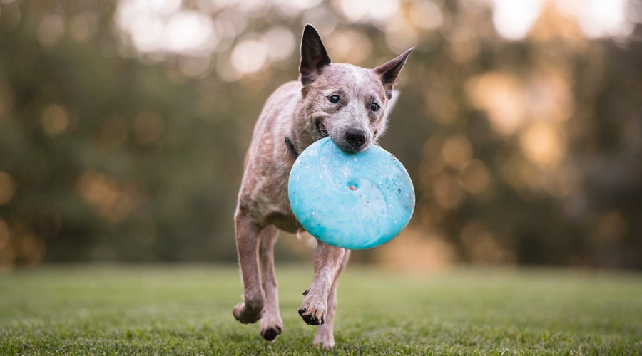 How To Keep Up With Your Energetic Dog