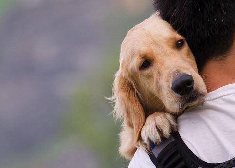 What Does Your Family Pet Need? 5 Things To Look at Right Away