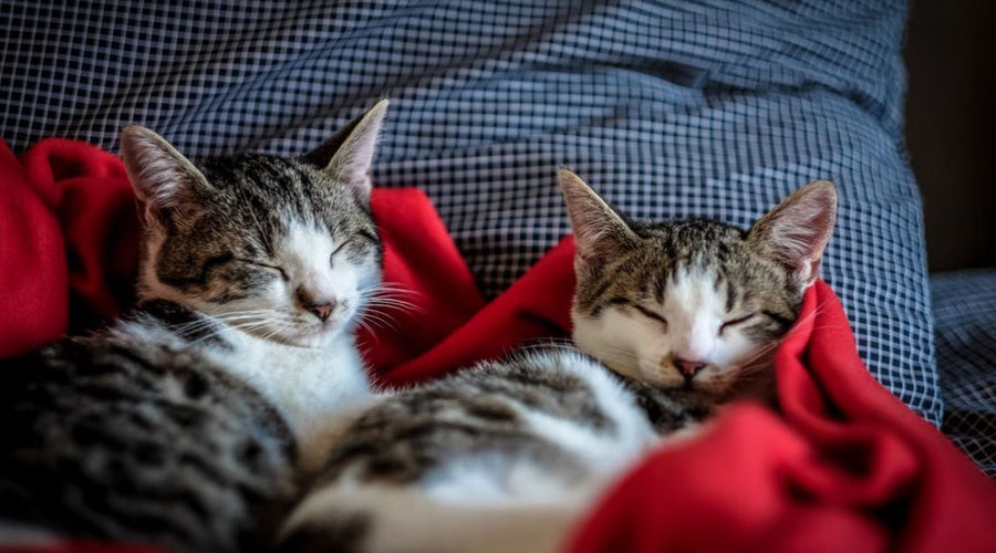What Pet Owners Should Know about Animal Blood Types and Transfusions