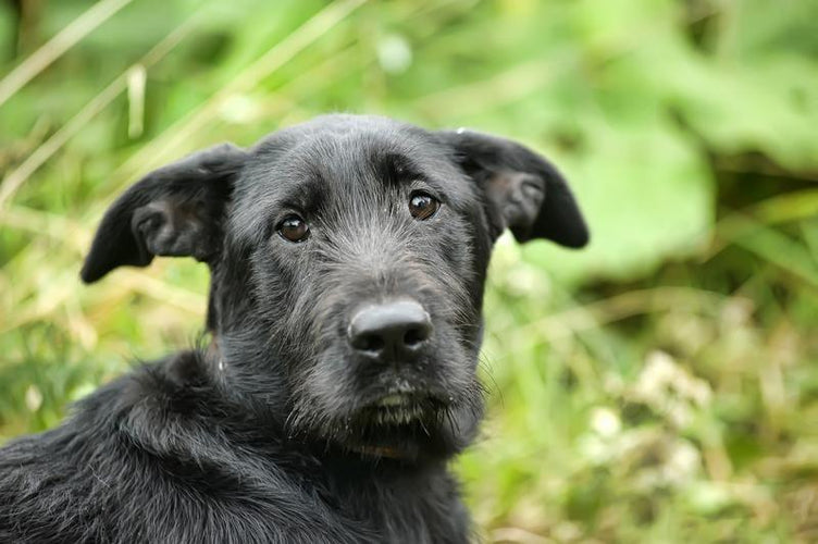 What to Know If Your Dog Bites Someone