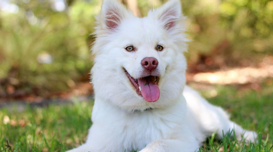 Why Do We Enjoy Companionship from Our Canine Friends?
