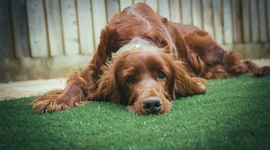 Why You Should Consider Fake Grass for Your Pets