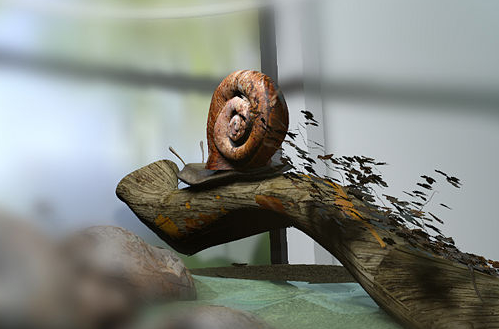 Wild Pets! Six of the Weirdest House Guests You'll Ever See