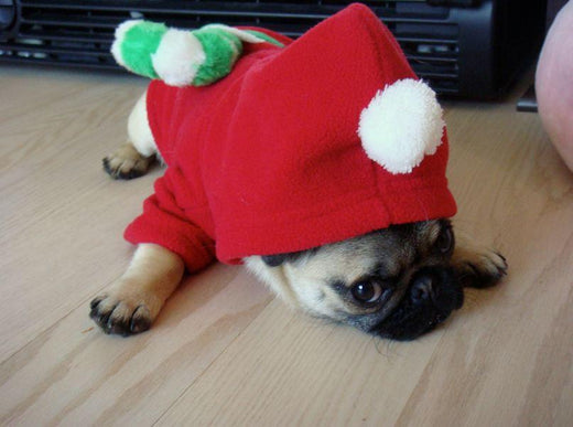 Making Sure Your Pets Have a Happy Holiday