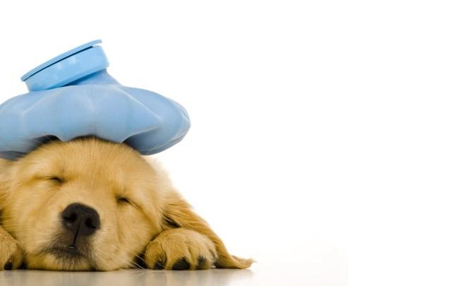 Your Pet Needs Surgery: Now What?