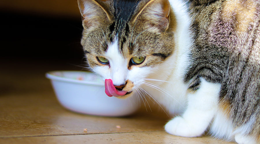 How to Organize Feeding Your Cat Correctly?