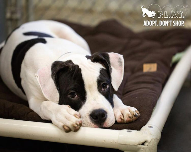 Another Reason to Adopt Instead of Shop