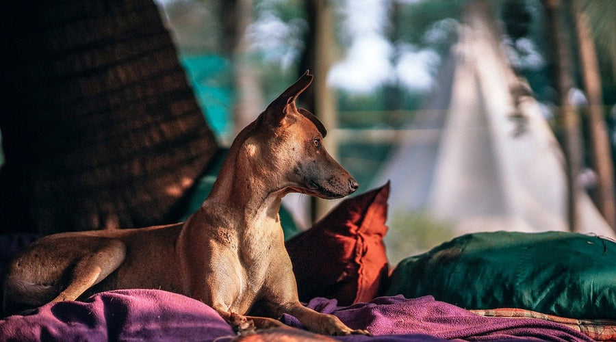 Top 5 Pet Outdoor Accessories to Make Your Life Easier